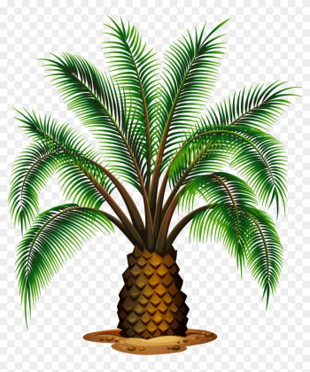 Sketch Clipart Palm Tree - Different Types Of Palm Trees