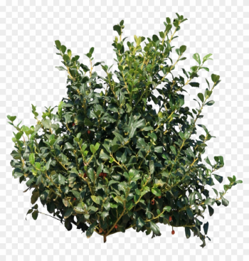 Shrub Clipart Group Tree - Bush Png