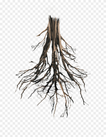 Tree Roots Png - Tree Roots Png