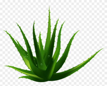 Planta De Aloe Vera Euclidiana Del Vector - Aloe Vera Vector Png