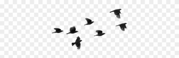 Bird Png - Birds Flying Silhouette