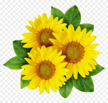 Common Sunflower Cartoon Sunflower Seed - Sun Flowers Png Logo