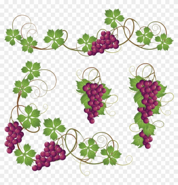 Common Grape Vine Clip Art - Grape Vine Border Png