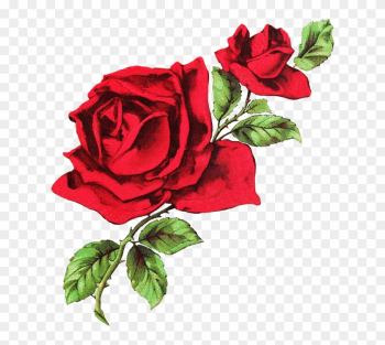Photos Red Roses Drawing, - Aesthetic Rose Twitter Header