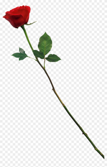 Rose Png For Photoshop