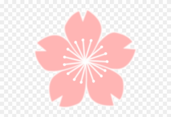 Cherry Blossom Sakura Flower Drawing Art