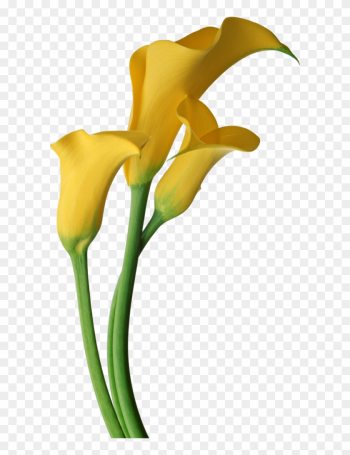 Yellow Transparent Calla Lilies Flowers Clipart - Yellow Calla Lily Flower