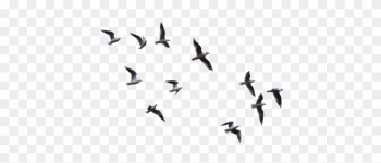 Bird Clip Art - Some Flying Bird Png
