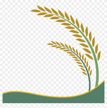 Paddy Field Oryza Sativa Rice Crop Clip Art - Rice Vector