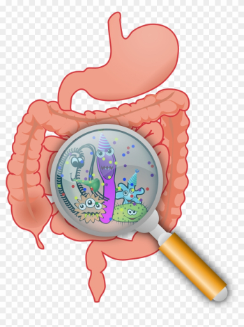 Constipation Is Also A Common Side Effect Of Medications - Gut Microbiome Png