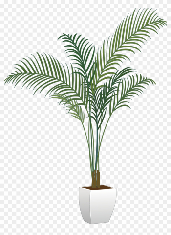 Arecaceae Maceta Planta De Interior - Indoor Plant Png