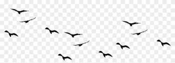 Seagull Clipart Bird Shadow - Birds Png