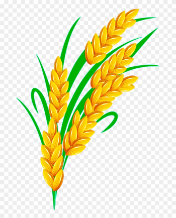 Rice Euclidean Vector - Rice Grain Vector Transparent