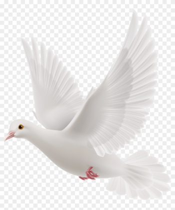 White Dove Png Clipart Best Web Clipart Rh Clipartpng - Pigeon Carrying Letter