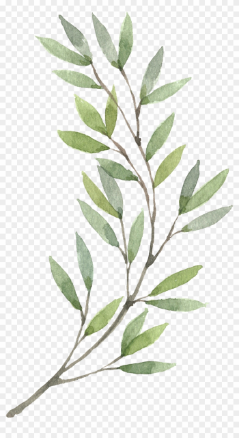 Corona De Pintura A La Acuarela De Flores Clip Art - Olive Branch Watercolor Png