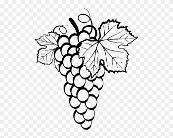Common Grape Vine Drawing Clip Art - Grapes Vector
