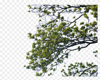 Tree Branch Png Clipart Png Mart Tree Branch Png Clipart - Tree Corner Photoshop