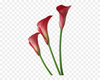 Red Transparent Calla Lilies Flowers Clipart - Calla Lily Flower Png