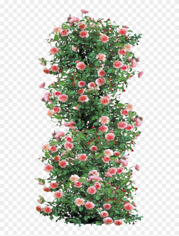 Anne Boleyn Climbing Rose By Lilipilyspirit-d4zfyhk - Roses Png Plan