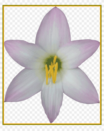 Incredible Transparent Background Nature Gif And Png - Lily