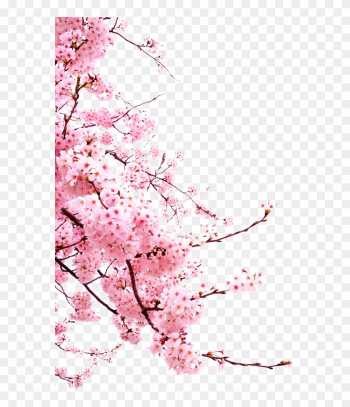 Cherry Blossom Flower - Transparent Cherry Blossom Png