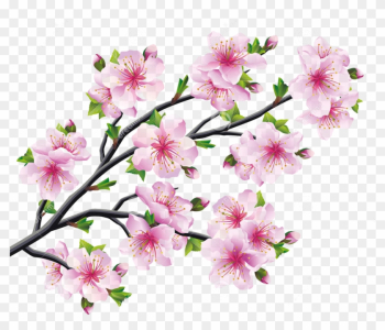 Cherry Blossom Drawing Tree - Sakura Cherry Blossom Tree