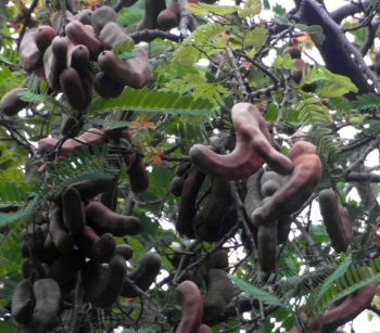 Tamarind Fruit Tree