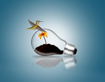 Lightbulb with hummingbird and plant sprout