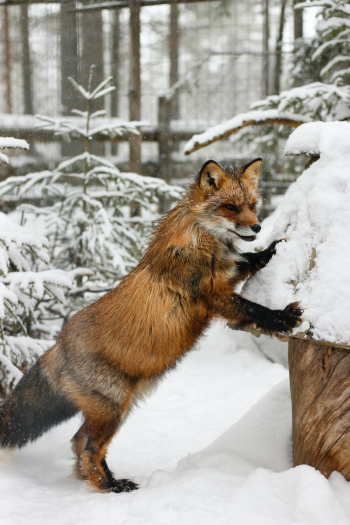 Fox in Lapland, Finland