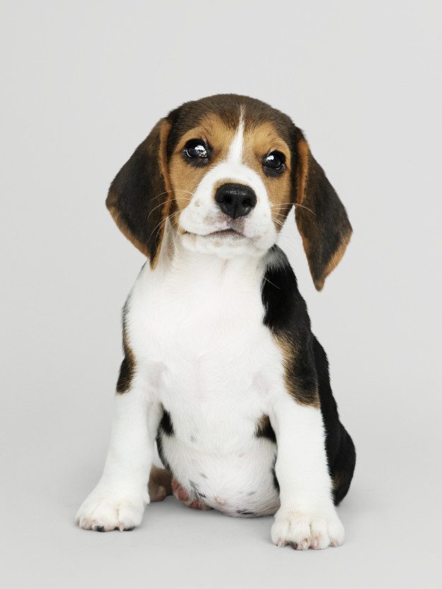 purebred,pooch,full length,droopy,adorable,canine,pedigree,pup,breed,length,solo,posing,whiskers,domestic,little,beagle,small,full,best friend,ears,looking,alone,leg,puppy,portrait,sitting,expression,background white,cute animals,best,paw,young,sad,friend,cute background,studio,psd,gray background,gray,eyes,pet,white,white background,cute,animal,dog,background