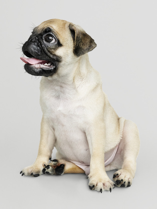 mouth open,sticking out,purebred,pooch,full length,sticking,adorable,canine,pedigree,pup,breed,length,solo,domestic,little,small,full,best friend,smiling,alone,beige,tongue,leg,pug,puppy,portrait,sitting,expression,happiness,hanging,background white,cute animals,best,paw,young,friend,cute background,studio,psd,gray background,open,gray,mouth,hat,eyes,pet,white,happy,white background,cute,animal,dog,background