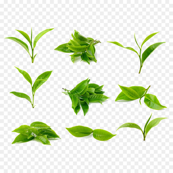 tea,green tea,stock photography,tea processing,shutterstock,royaltyfree,drink,green,leaf,plant,flower,tree,line,grass,plant stem,branch,png