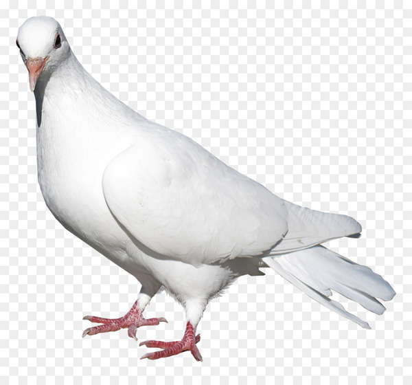 domestic pigeon,columbidae,bird,release dove,encapsulated postscript,stock dove,red turtle dove,rock dove,pigeons and doves,tail,beak,fauna,wing,feather,png