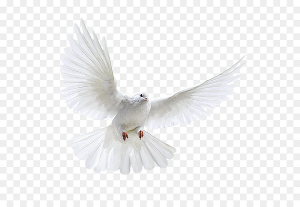 domestic pigeon,columbidae,bird,squab,flight,release dove,bird flight,doves as symbols,computer icons,rock dove,pigeons and doves,feather,wing,beak,png
