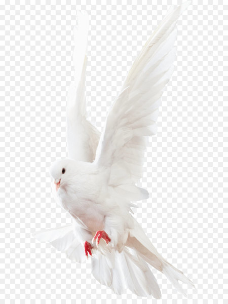 rock dove,homing pigeon,racing homer,columbinae,bird,download,animal,encapsulated postscript,computer icons,feather,columbidae,columba,neck,pigeons and doves,beak,wing,png