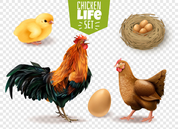 fertilized,breeding,yolk,reproduction,lay,embryo,hatch,zoology,domestic,livestock,poultry,composition,adult,realistic,set,nest,chick,hen,production,newborn,anatomy,biology,transparent,young,cycle,development,life,growth,rooster,egg,natural,organic,process,stage,science,chicken,farm,animal,bird,education,school