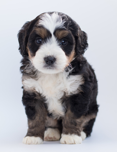adorable,animal,bernedoodle,bernese mountain dog,breed,canine,close-up,cute,dog,domestic,doodle,fur,little,looking,maltese,mammal,pedigree,pet,poodle,portrait,puppy,purebred,sit,studio,white background,young