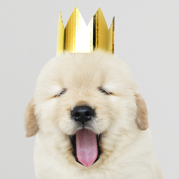 mouth open,sticking out,sticking,adorable,canine,pedigree,pup,wearing,breed,retriever,closing,yawn,posing,fluffy,little,golden retriever,cheerful,small,best friend,smiling,fur,tongue,greetings,leg,costume,prince,puppy,portrait,seasons,festive,happiness,background white,celebration background,cute animals,best,happy birthday background,young,background christmas,queen,friend,cute background,studio,psd,gray background,open,gray,celebrate,fun,seasons greetings,golden background,birthday background,king,mouth,princess,eyes,pet,happy holidays,golden,white,holiday,happy,celebration,cute,animal,crown,dog,happy birthday,christmas background,birthday,christmas,background
