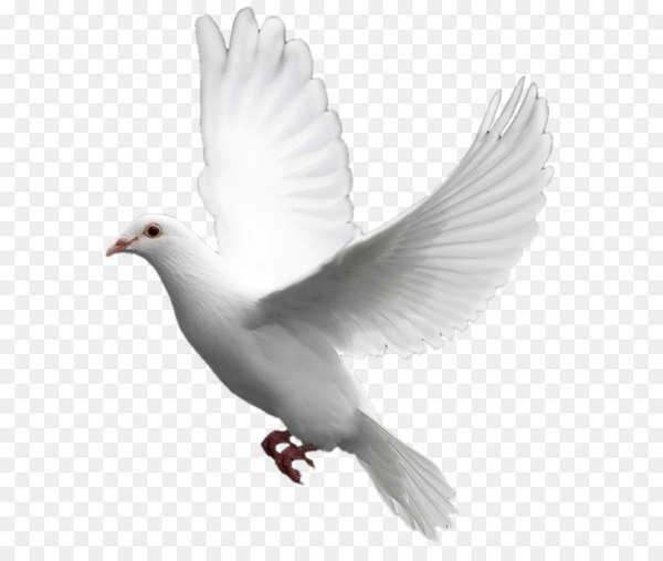 domestic pigeon,columbidae,bird,flight,release dove,computer icons,photography,domestication,doves as symbols,rock dove,water bird,monochrome photography,pigeons and doves,beak,fauna,wing,feather,black and white,png