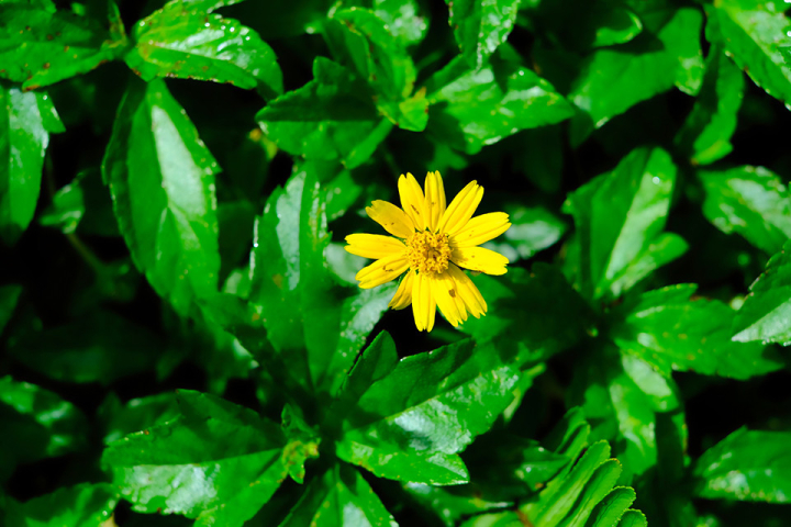 flower,yellow,leaves,plant