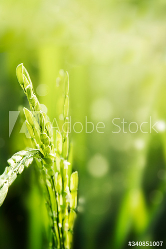 rice,field,evergreen,plant,agricultural,agriculture,background,barley,bokeh,copy space,decoration,decorative,foliage,fresh,garden,green,green leaf,harvest,leaf,macro,malt,natural,nature,pattern,spike,spring,summer,tropical,wallpaper,wheat,adobestock