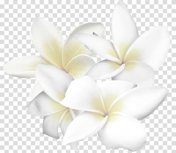white,flower,flowers,painted,hand,cartoon,pink flower,plant,watercolor flower,nature,hand painted,watercolor flowers,petal,flowering plant,cut flowers,drawing,fleur blanche,float,flower bouquet,flower pattern,flower vector,black and white,white flower,art - white,png clipart,free png,transparent background,free clipart,clip art,free download,png,comhiclipart