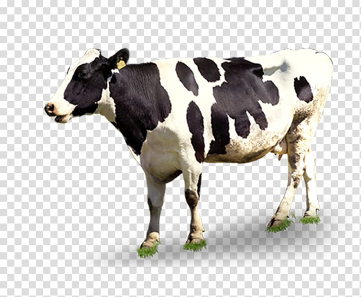 dairy,cattle,automatic,milking,black,white,cows,template,black hair,animals,cow goat family,black white,grass,snout,encapsulated postscript,material,animal,ranch,creative background,ox,lonely,milk,pptx,white flower,advertising,livestock,dairy cow,background black,black and white,black background,calf,cattle like mammal,cow,cows milk,white smoke,dairy cattle,automatic milking,creative,png clipart,free png,transparent background,free clipart,clip art,free download,png,comhiclipart