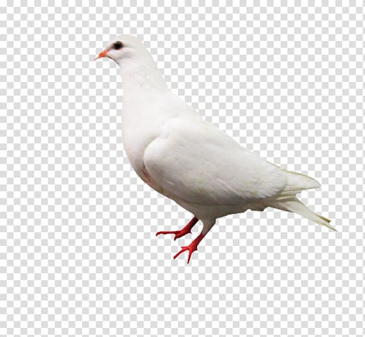 rock,dove,columbidae,white,computer,file,pigeon,animals,black white,fauna,doves as symbols,bird,feather,charadriiformes,pigeons,water bird,system resource,white background,white flower,stock dove,rock dove,vecteur,pigeons and doves,peace,columba,colombe,beak,background white,white smoke,png clipart,free png,transparent background,free clipart,clip art,free download,png,comhiclipart