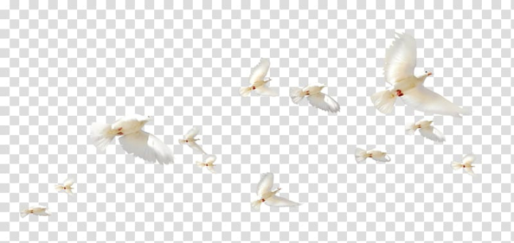 rock,dove,group,white,pigeons,angle,animals,black white,feather,white flower,white smoke,u548cu5e73u9d3f,white background,pigeon,line,fly,columba,birds,background white,yellow,rock dove,flight,columbidae,wing,png clipart,free png,transparent background,free clipart,clip art,free download,png,comhiclipart