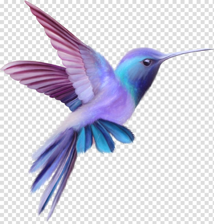 content,cute,birds,purple,color splash,animals,color pencil,fauna,colors,love birds,bird cage,bird,royaltyfree,feather,cute bird,pollinator,rubythroated hummingbird,drawing,colored bird,colored,color smoke,beak,wing,hummingbird,free content,color,blue,illustration,png clipart,free png,transparent background,free clipart,clip art,free download,png,comhiclipart