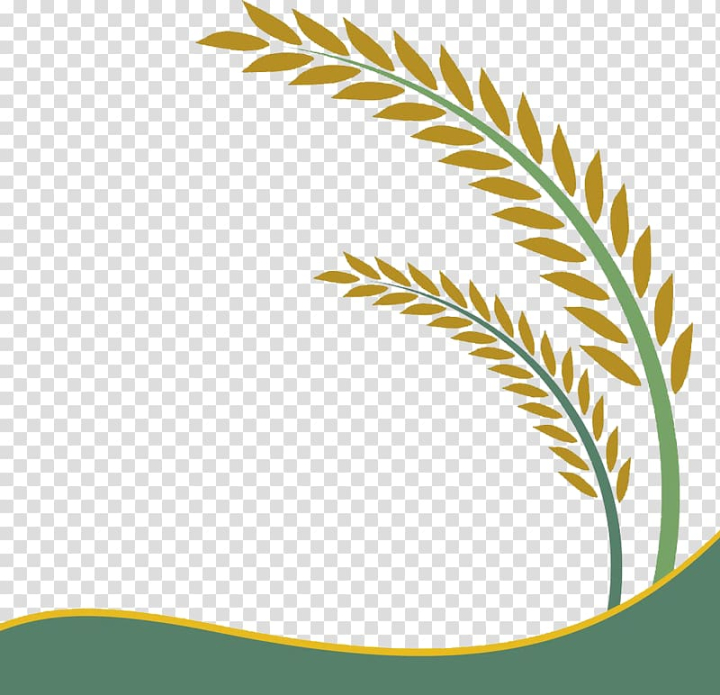 paddy,field,oryza,sativa,leaf,angle,text,maple leaf,happy birthday vector images,grass,agriculture,royaltyfree,leaf border,cereal,leafs,autumn leaf,palm leaf,tree,stock illustration,line,curve,drawing,food  drinks,grain,green,green leaf,green rice,leaf and petals,yellow,paddy field,oryza sativa,rice,crop,wheats,illustration,png clipart,free png,transparent background,free clipart,clip art,free download,png,comhiclipart