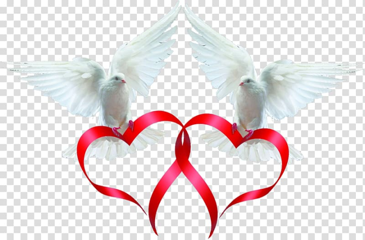 rock,dove,animals,text,heart,love couple,release dove,fictional character,gift ribbon,ribbon banner,red ribbon,resource,valentine s day,pink ribbon,columba,euclidean vector,golden ribbon,gratis,lover,organ,wing,rock dove,columbidae,bird,ribbon,pigeon,love,two,white,pigeons,png clipart,free png,transparent background,free clipart,clip art,free download,png,comhiclipart