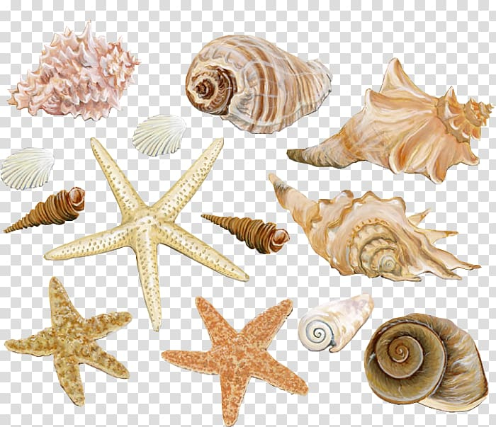 mollusc,shell,watercolor,painting,beach,animals,sticker,marine invertebrates,molluscs,snail,starfish,trend,sea,popular,shell beach,organism,avatan,conchology,echinoderm,fossil,invertebrate,avatan plus,seashell,mollusc shell,conch,watercolor painting,beige,seashells,illustration,png clipart,free png,transparent background,free clipart,clip art,free download,png,comhiclipart