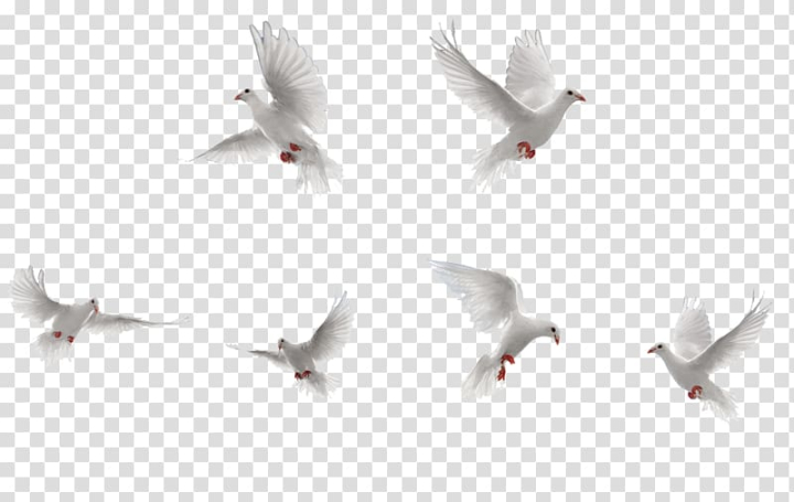 bird,rock,dove,white,birds,collection,animals,paw,black white,fauna,cartoon,love birds,bird cage,encapsulated postscript,feather,white background,posture,red,red paw,white smoke,white flower,water bird,pigeons and doves,fly,animation,beak,columba,each,adobe illustrator,flock,wing,bird rock,rock dove,flight,white birds,six,doves,png clipart,free png,transparent background,free clipart,clip art,free download,png,comhiclipart